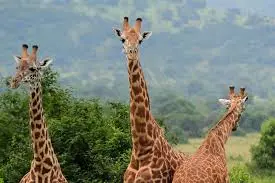 6 days Rwanda Wildlife and Gorilla Safari | Kizza Adventure